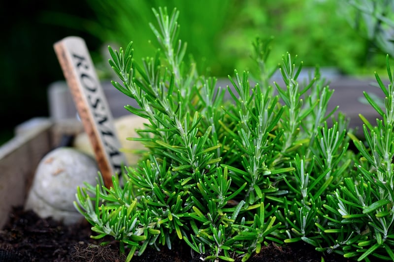 Vertical Herb Garden
