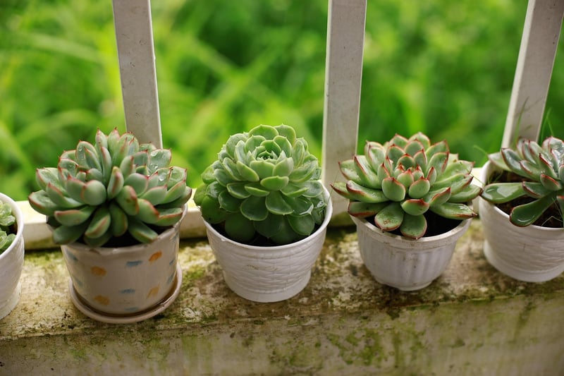Plants in Pots