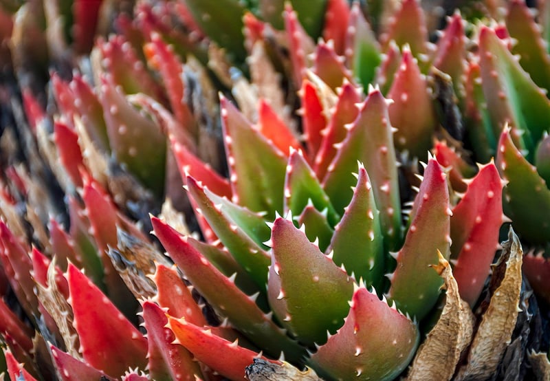 Succulent Wall